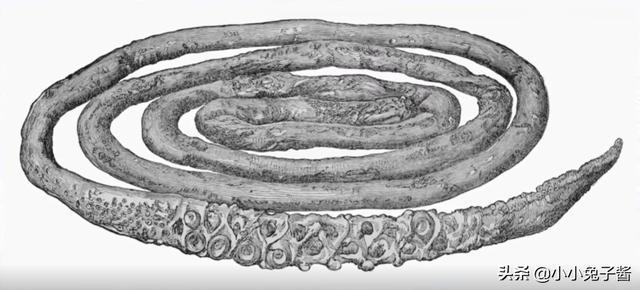 8个被证实存在的神秘生物，您听说过几种？