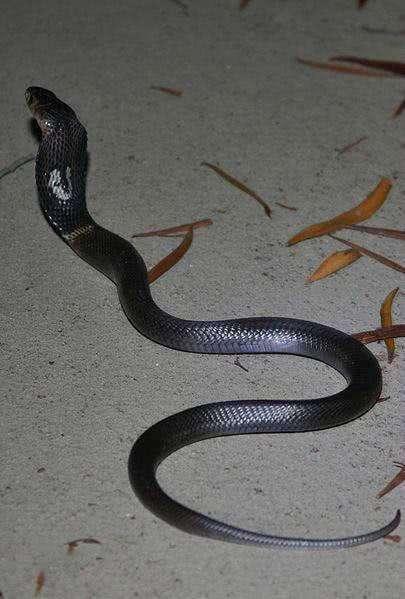 中华本土的眼镜蛇，能让全村吃饭的蛇，我国的十大毒蛇之一