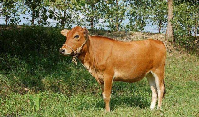 水牛力气大干活好，黄牛肉质嫩价格高，为什么水牛和黄牛不能杂交