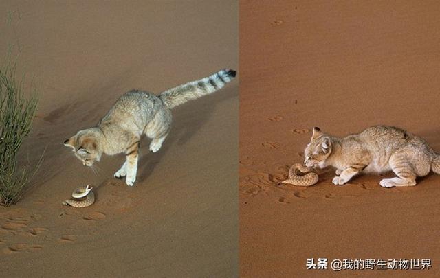 征服沙漠的小猫，几个月不用喝水，把毒蛇当辣条吃