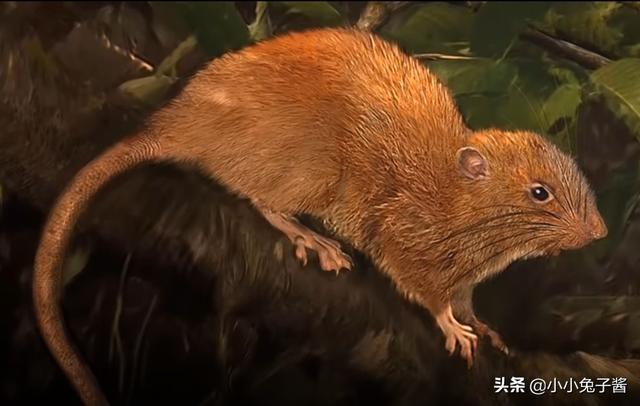 8个被证实存在的神秘生物，您听说过几种？
