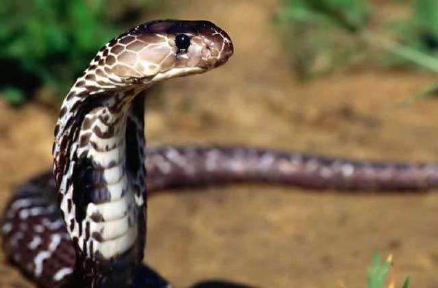 中华本土的眼镜蛇，能让全村吃饭的蛇，我国的十大毒蛇之一