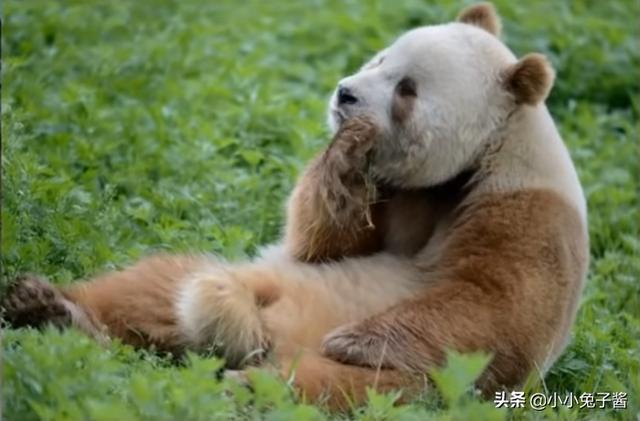 8个被证实存在的神秘生物，您听说过几种？