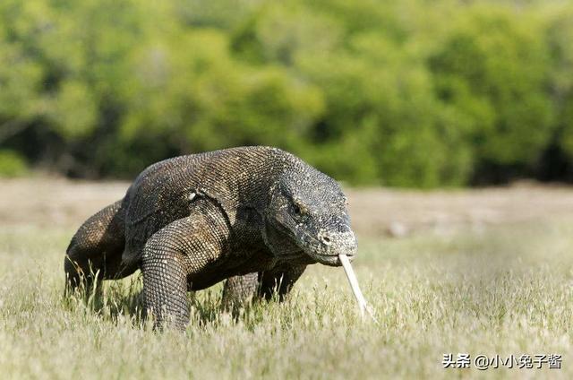 8个被证实存在的神秘生物，您听说过几种？