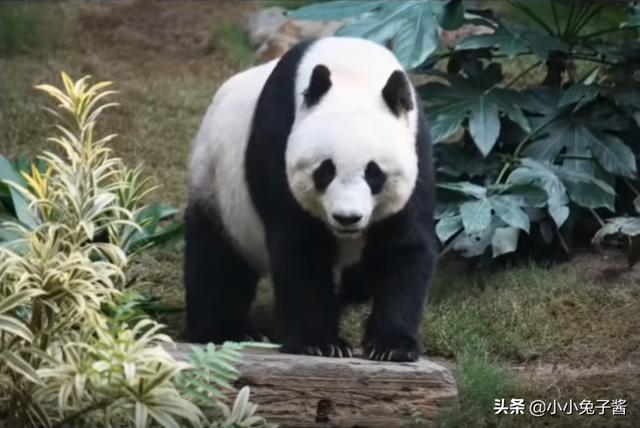 8个被证实存在的神秘生物，您听说过几种？