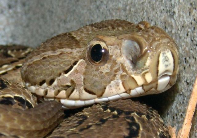 令人肾亏的毒蛇，一条安静美男子，全村吃饭系列——圆斑蝰蛇