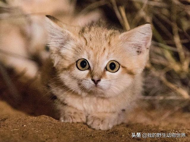 征服沙漠的小猫，几个月不用喝水，把毒蛇当辣条吃