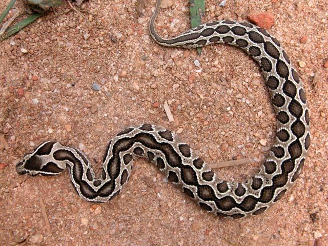 令人肾亏的毒蛇，一条安静美男子，全村吃饭系列——圆斑蝰蛇