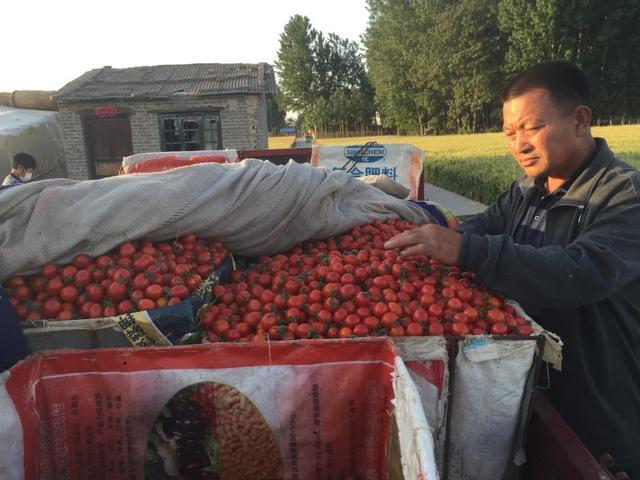 滑县慈周寨镇刘振宇：收过番茄移韭菜 小康路上不停脚