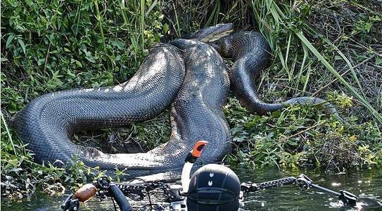 史前最大蟒蛇：泰坦巨蟒，身长可达15米，重1吨