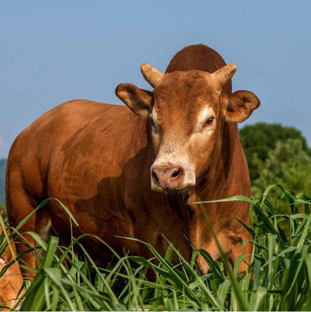 水牛力气大干活好，黄牛肉质嫩价格高，为什么水牛和黄牛不能杂交