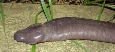 世界上长相最奇特的蛇，巴西盲蛇(外形酷似男人的小丁丁)