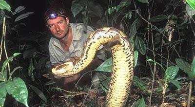 世界最毒的毒蛇之一，看上去肥攻击速度却很快，蛇界中灵活的胖子