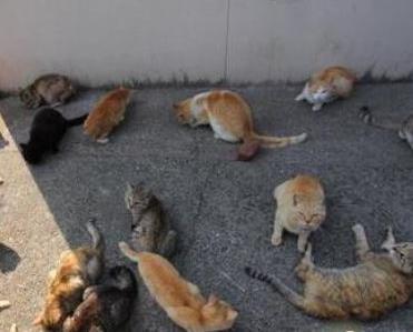 男子早上发现院子里有躺着数十只猫，它们龇牙咧嘴的样让他害怕