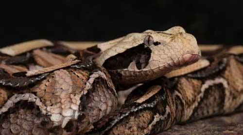 世界最毒的毒蛇之一，看上去肥攻击速度却很快，蛇界中灵活的胖子