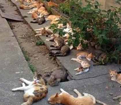 男子早上发现院子里有躺着数十只猫，它们龇牙咧嘴的样让他害怕