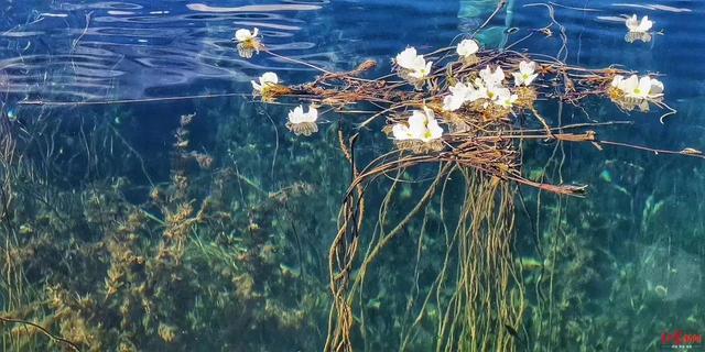 泸沽湖水性杨花已经盛开，你何时来？