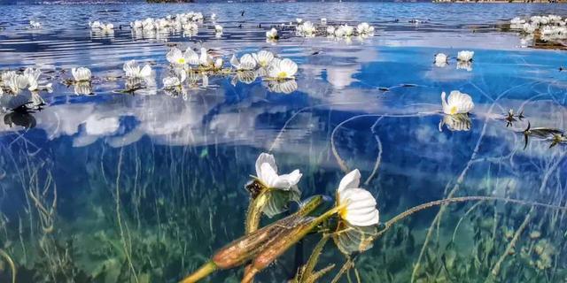 泸沽湖水性杨花已经盛开，你何时来？