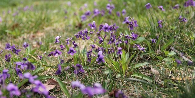 一种紫“野菜”，比绿萝颜值高，掐一把养花盆，貌似兰花作用强