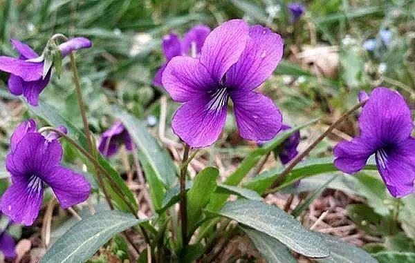 一种紫“野菜”，比绿萝颜值高，掐一把养花盆，貌似兰花作用强