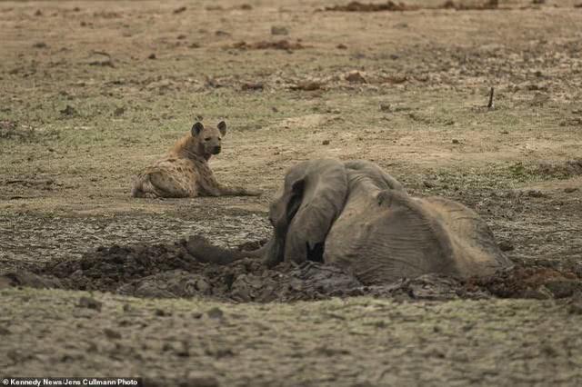 津巴布韦母象看着小象被鬣狗啃食无能为力，在残骸旁绝望脱水而死
