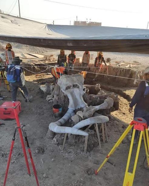 墨西哥圣卢西亚市，建筑工地发现60具猛犸象化石