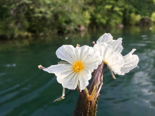 泸沽湖水性杨花已经盛开，你何时来？