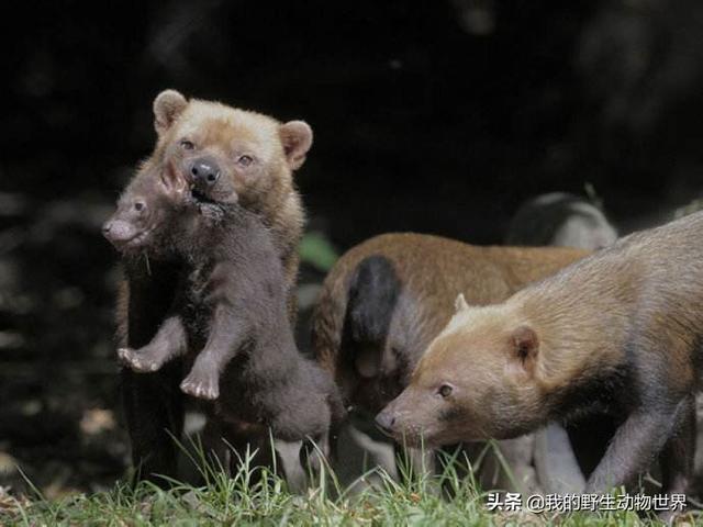 水性最好的犬，擅长捕鼠，能猎杀大20倍的野兽