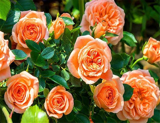 最美的橙色月季甜梦，多头勤花，1年能开6个月，1盆花开30朵