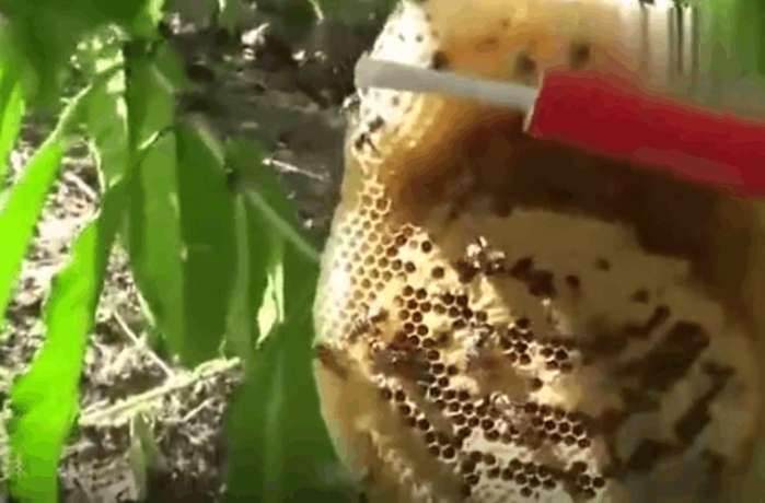男子将两根鞭炮直接绑在蜜蜂巢上, 顺便还捡到了一块蜂蜜