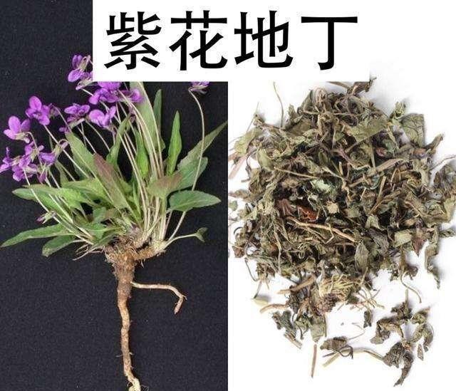 一种紫“野菜”，比绿萝颜值高，掐一把养花盆，貌似兰花作用强