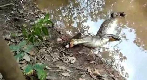 亚马逊流域的水中杀手，食人鱼躲着走，鳄鱼只能选择同归于尽