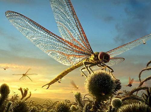 昆虫飞行的谜团，蜜蜂为什么不遵守空气动力学它也能飞上天