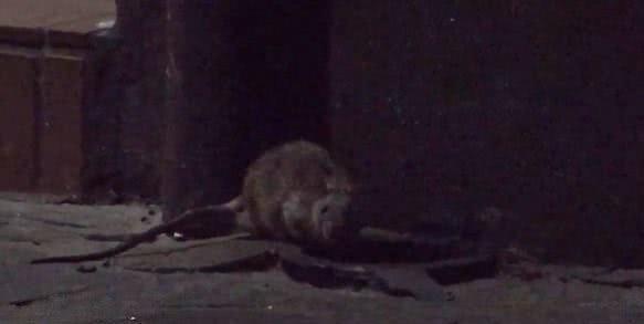 老鼠过街不再人人喊打！疫情封锁之下，美国老鼠成了“街头霸王”