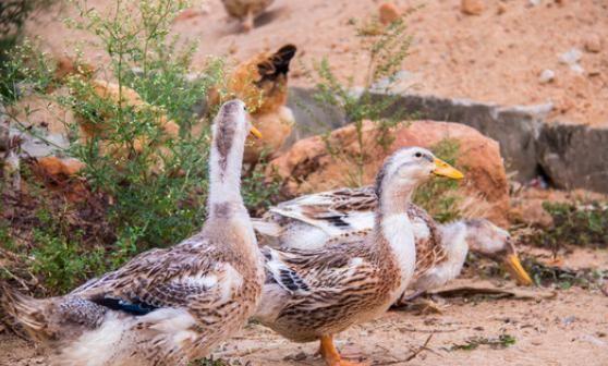 如何诊断防治鸭传染性浆膜炎病理变化？