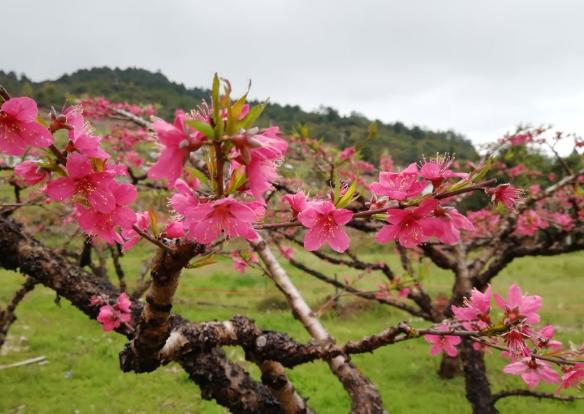 院子里种桃树好不好？桃树种植有什么风水禁忌？