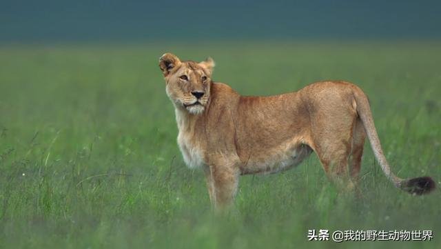 母狮一生中要和多少任狮王交配?要经历多少次丧子之痛...