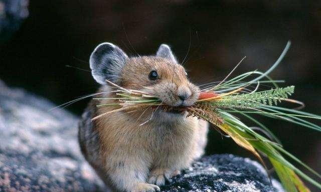香鼬：黄鼠狼家族的小萌物，擅长抓鼠兔，有效保护草原生态