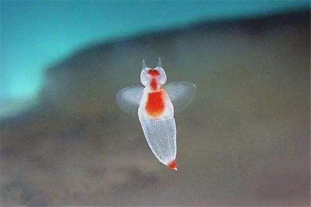海天使，名称如此圣洁的深海浮游动物，实际却是身长3厘米的魔鬼