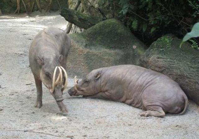 印尼独有的品种猪，不仅头长"犀牛角"，还拥有纤细的鹿腿