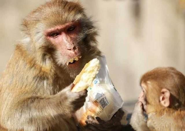 动物园出现怪猴，游客投食后被跟随，还被偷走了价值3万的包