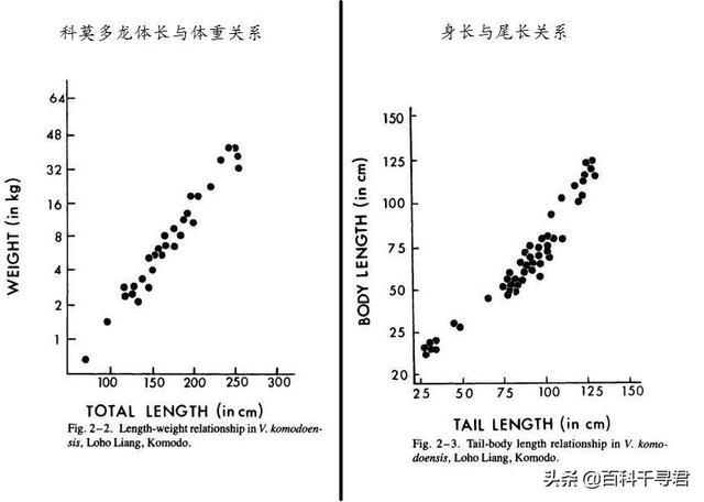 现存最大的蜥蜴，被“神话”的科莫多巨蜥，其真正实力到底如何？