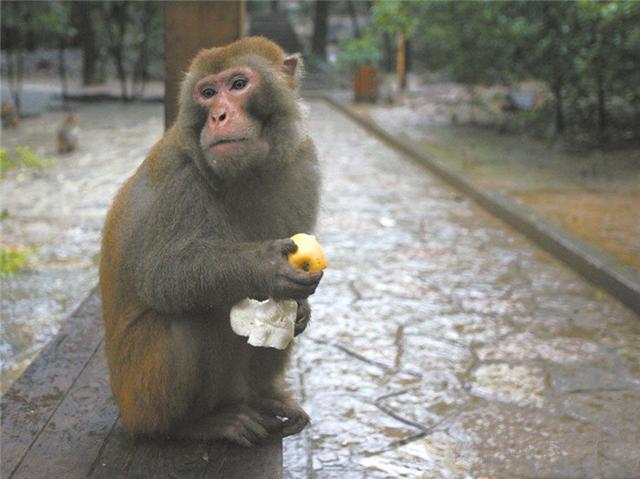 动物园出现怪猴，游客投食后被跟随，还被偷走了价值3万的包