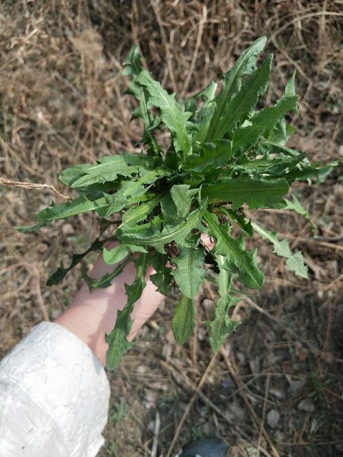 万物皆可蘸酱的东北，为啥不吃野生动物？大的打不过，小的惹不起