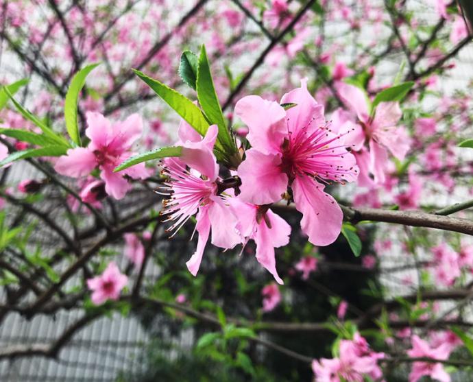 院子里种桃树好不好？桃树种植有什么风水禁忌？