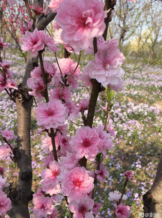 院子里种桃树好不好？桃树种植有什么风水禁忌？