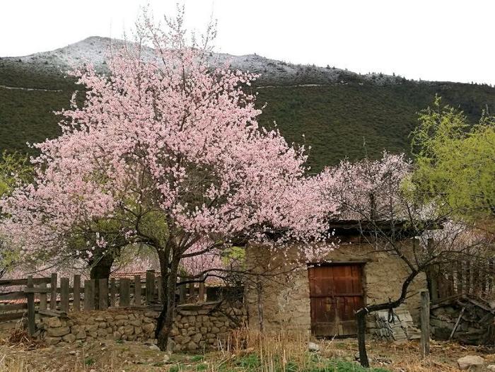 院子里种桃树好不好？桃树种植有什么风水禁忌？