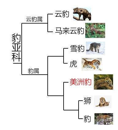 辟谣：美洲豹一定比美洲狮大吗？须知动物的体型受环境影响很大