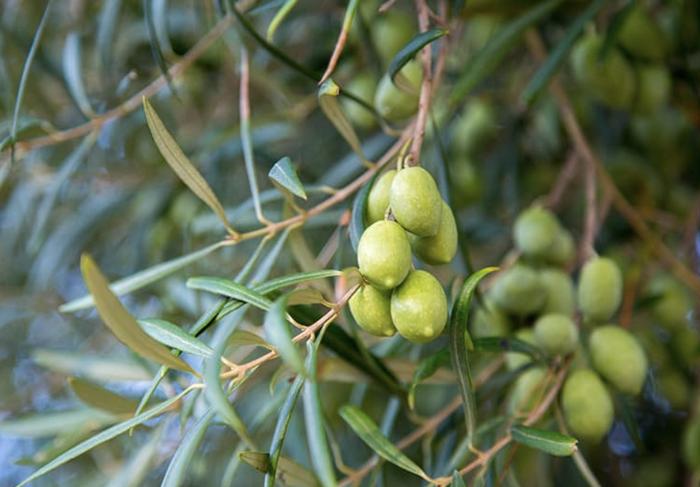 老外奇思妙想：用橄榄油或牛油果油取代植物油，中国食品会更健康