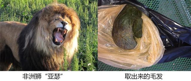 所有猫科动物都会吐毛球吗？这可能与它们爱干净有关